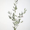 Olive branch 127cm